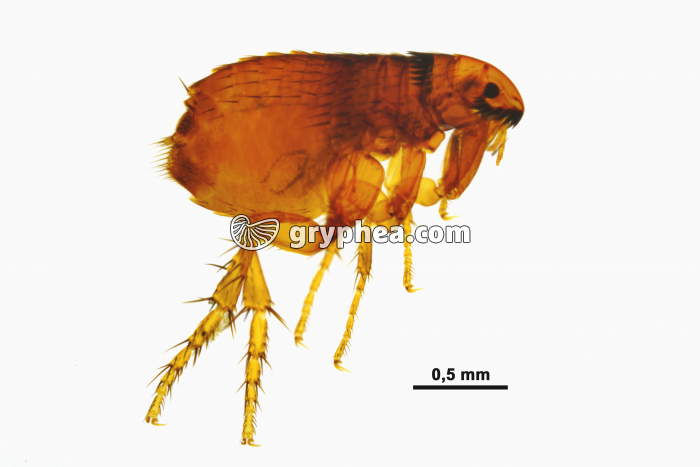 Puce femelle x8 - gryphea.org